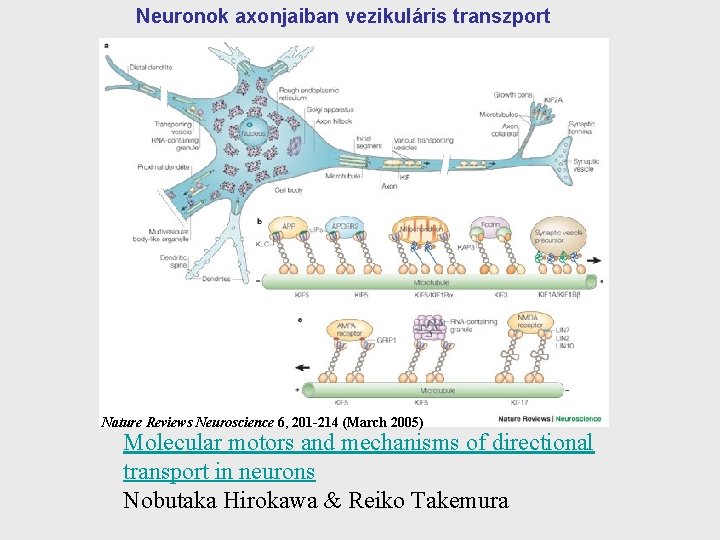 Neuronok axonjaiban vezikuláris transzport Nature Reviews Neuroscience 6, 201 -214 (March 2005) Molecular motors