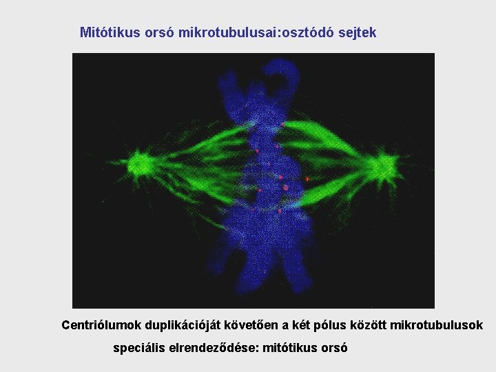  Mitótikus orsó mikrotubulusai: osztódó sejtek Centriólumok duplikációját követően a két pólus között mikrotubulusok