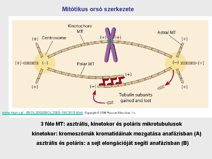 Mitótikus orsó szerkezete www. mun. ca/. . . /BIOL 2060 -19/CB 19. html 3