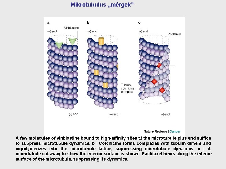 Mikrotubulus „mérgek” A few molecules of vinblastine bound to high-affinity sites at the microtubule