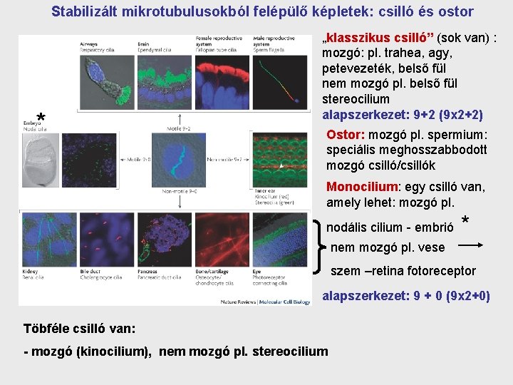 Stabilizált mikrotubulusokból felépülő képletek: csilló és ostor * „klasszikus csilló” (sok van) : mozgó: