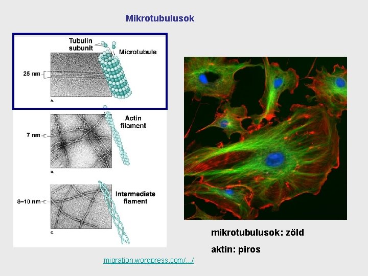 Mikrotubulusok mikrotubulusok: zöld aktin: piros migration. wordpress. com/. . . / 