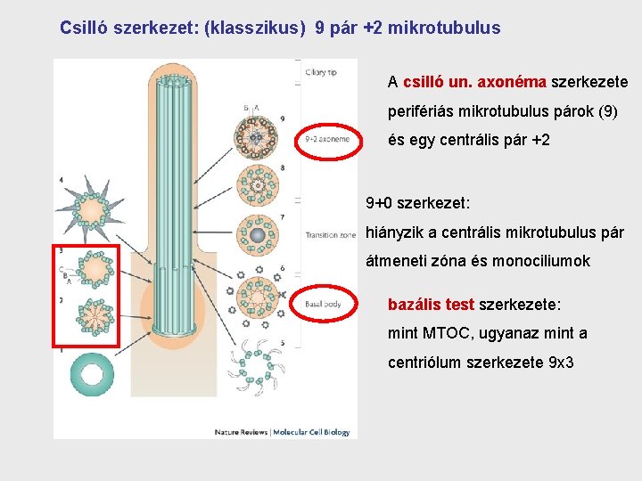 Csilló szerkezet: (klasszikus) 9 pár +2 mikrotubulus A csilló un. axonéma szerkezete perifériás mikrotubulus