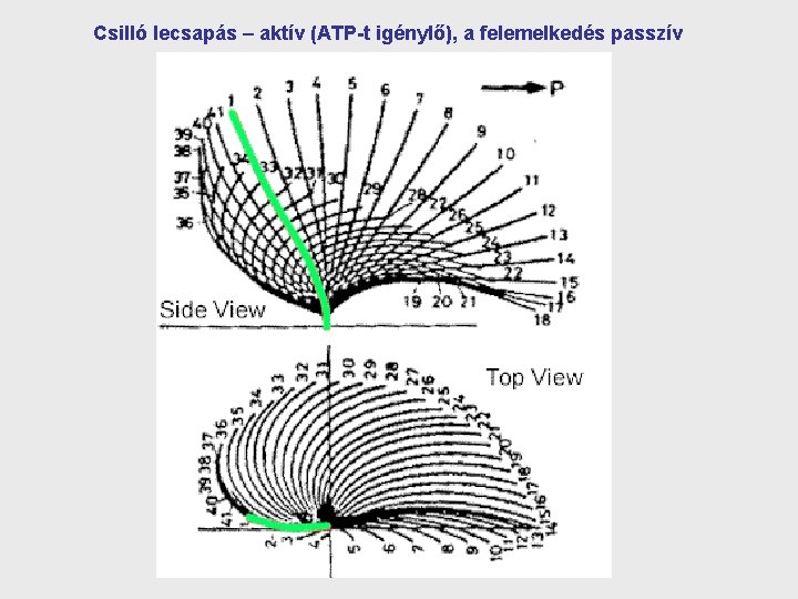 Csilló lecsapás – aktív (ATP-t igénylő), a felemelkedés passzív 