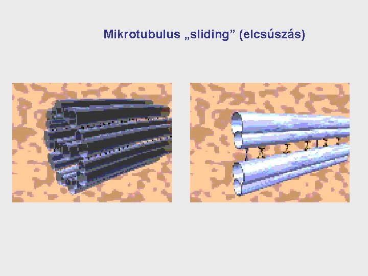 Mikrotubulus „sliding” (elcsúszás) 