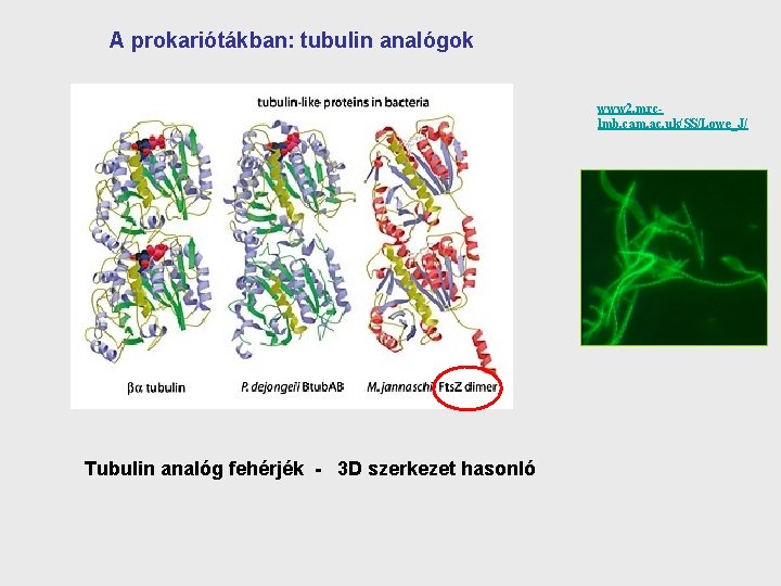 A prokariótákban: tubulin analógok www 2. mrclmb. cam. ac. uk/SS/Lowe_J/ Tubulin analóg fehérjék -