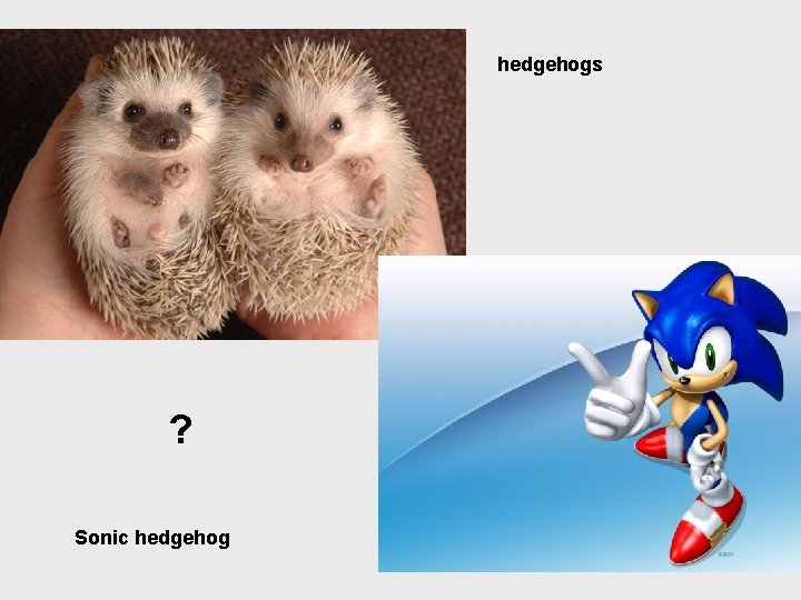 hedgehogs ? Sonic hedgehog 