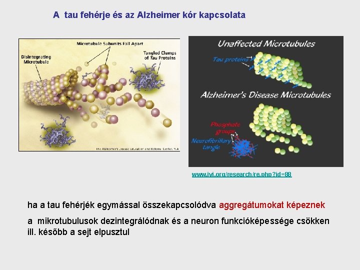 A tau fehérje és az Alzheimer kór kapcsolata www. jyi. org/research/re. php? id=88 ha