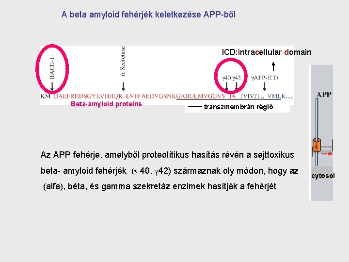 A beta amyloid fehérjék keletkezése APP-ből ICD: intracellular domain Beta-amyloid proteins transzmembrán régió Az