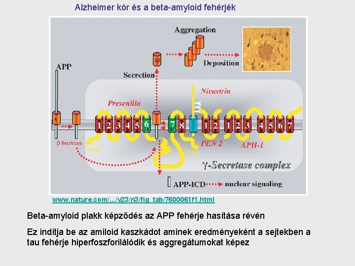 Alzheimer kór és a beta-amyloid fehérjék www. nature. com/. . . /v 23/n 3/fig_tab/7600061