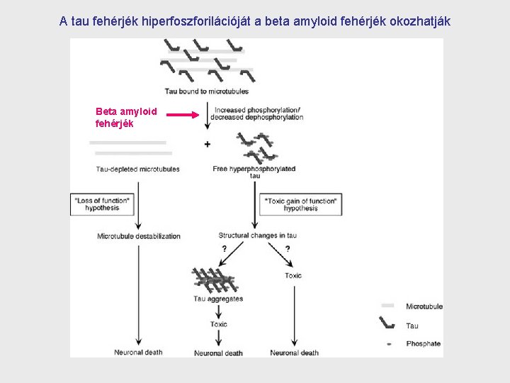 A tau fehérjék hiperfoszforilációját a beta amyloid fehérjék okozhatják Beta amyloid fehérjék 