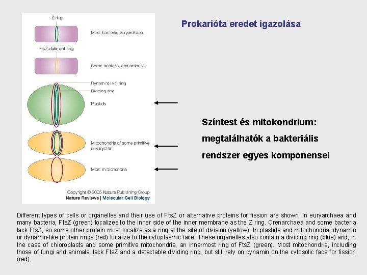 Prokarióta eredet igazolása Színtest és mitokondrium: megtalálhatók a bakteriális rendszer egyes komponensei Different types