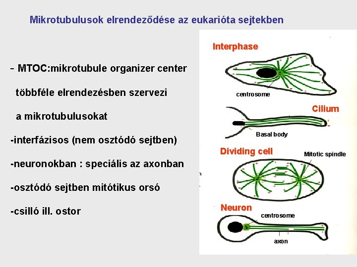  Mikrotubulusok elrendeződése az eukarióta sejtekben Interphase - MTOC: mikrotubule organizer center többféle elrendezésben