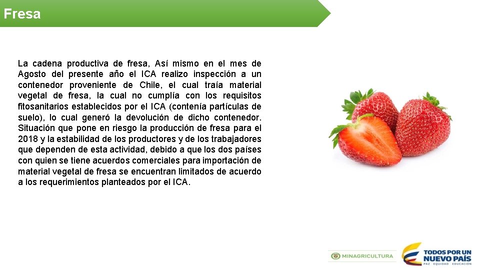Fresa La cadena productiva de fresa, Así mismo en el mes de Agosto del