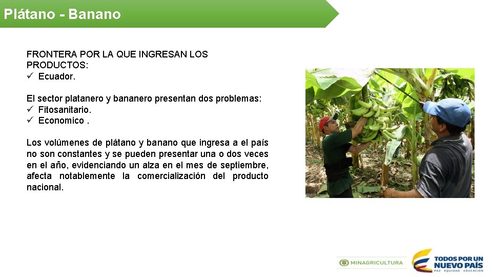 Plátano - Banano FRONTERA POR LA QUE INGRESAN LOS PRODUCTOS: ü Ecuador. El sector