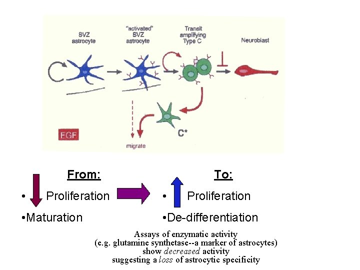 From: • Proliferation • Maturation To: • Proliferation • De-differentiation Assays of enzymatic activity