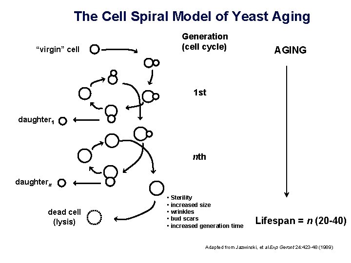 The Cell Spiral Model of Yeast Aging “virgin” cell Generation (cell cycle) AGING 1