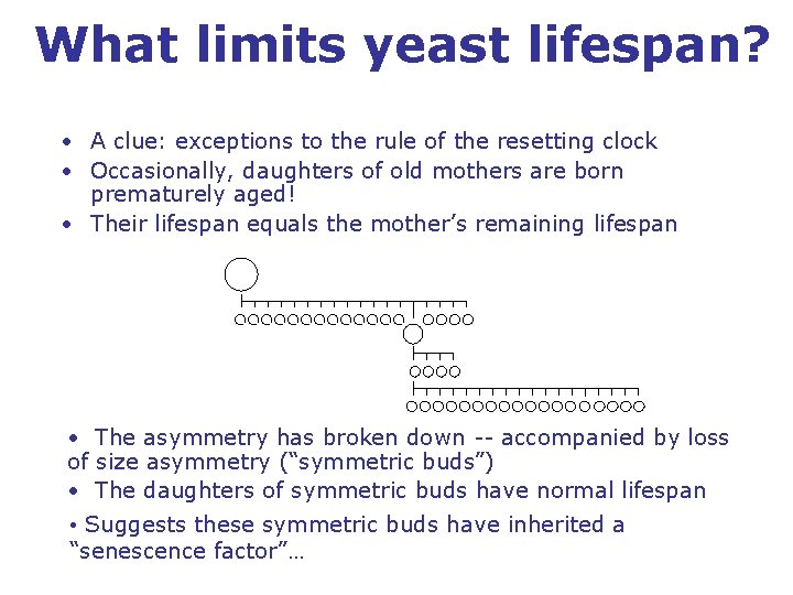 What limits yeast lifespan? • A clue: exceptions to the rule of the resetting