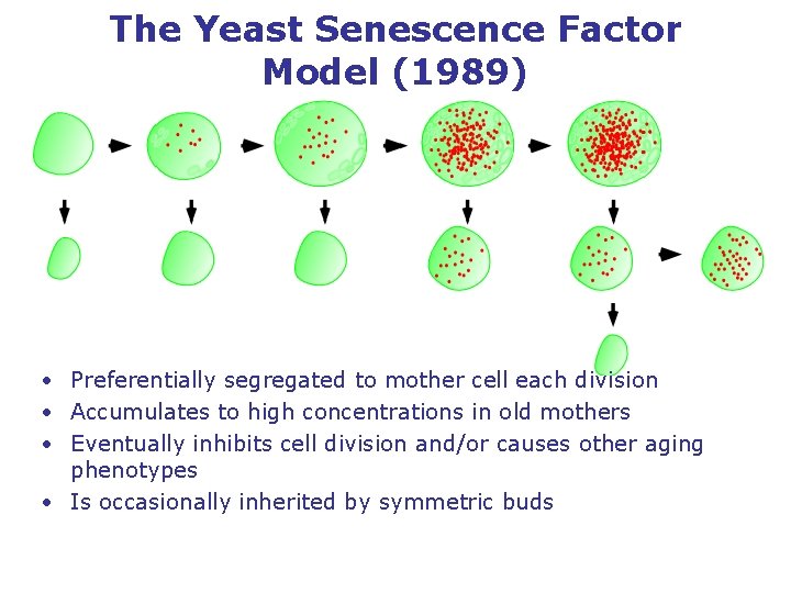 The Yeast Senescence Factor Model (1989) • Preferentially segregated to mother cell each division