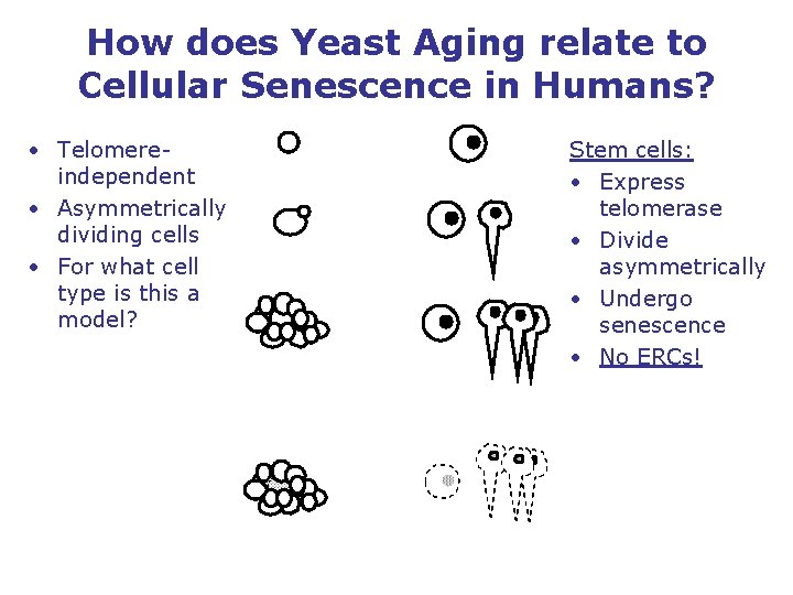 How does Yeast Aging relate to Cellular Senescence in Humans? • Telomereindependent • Asymmetrically
