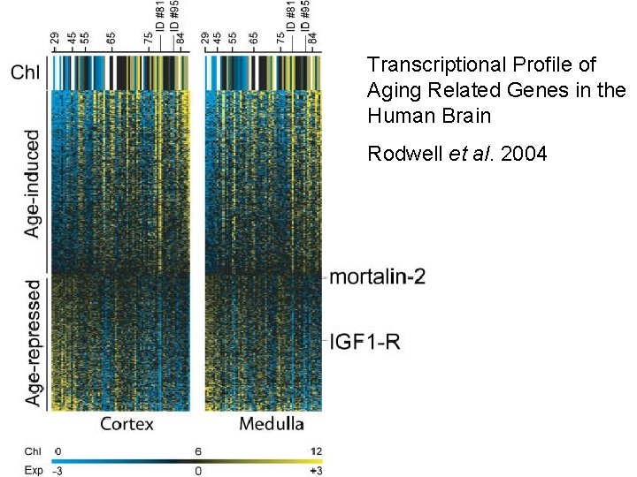 Transcriptional Profile of Aging Related Genes in the Human Brain Rodwell et al. 2004