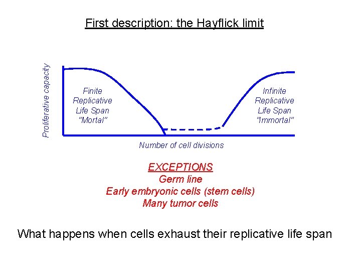 Proliferative capacity First description: the Hayflick limit Finite Replicative Life Span "Mortal" Infinite Replicative