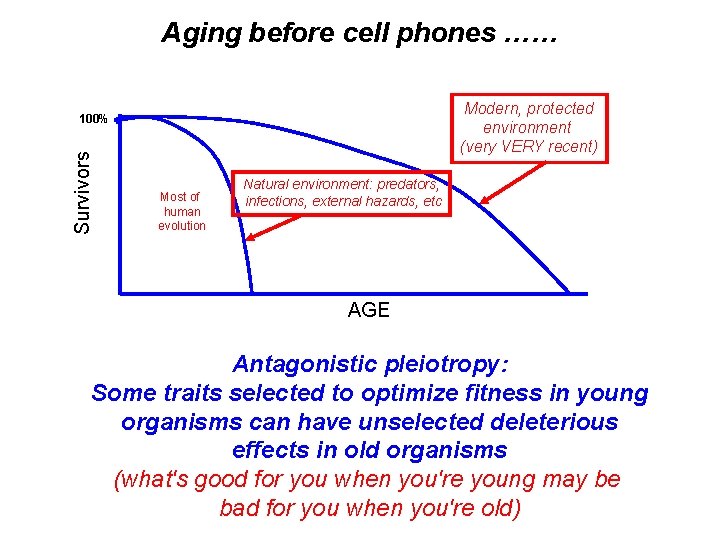 Aging before cell phones …… Modern, protected environment (very VERY recent) Survivors 100% Most