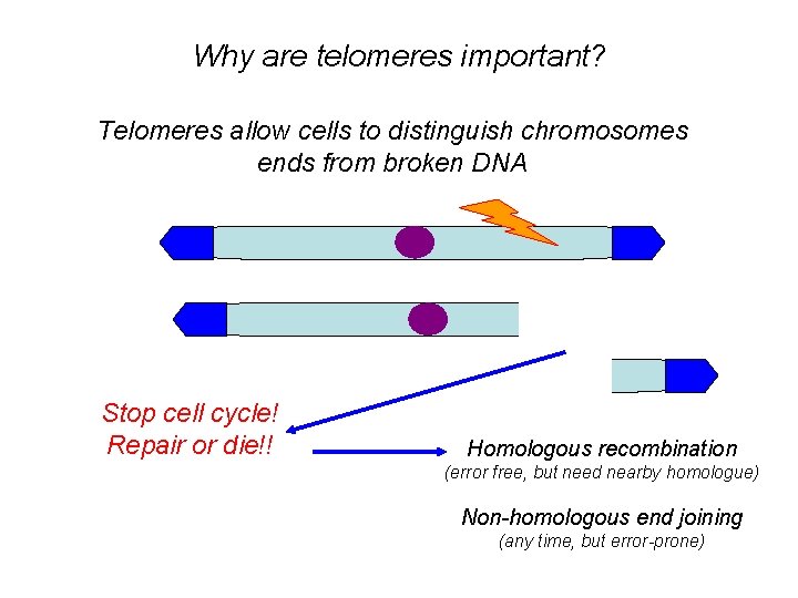 Why are telomeres important? Telomeres allow cells to distinguish chromosomes ends from broken DNA