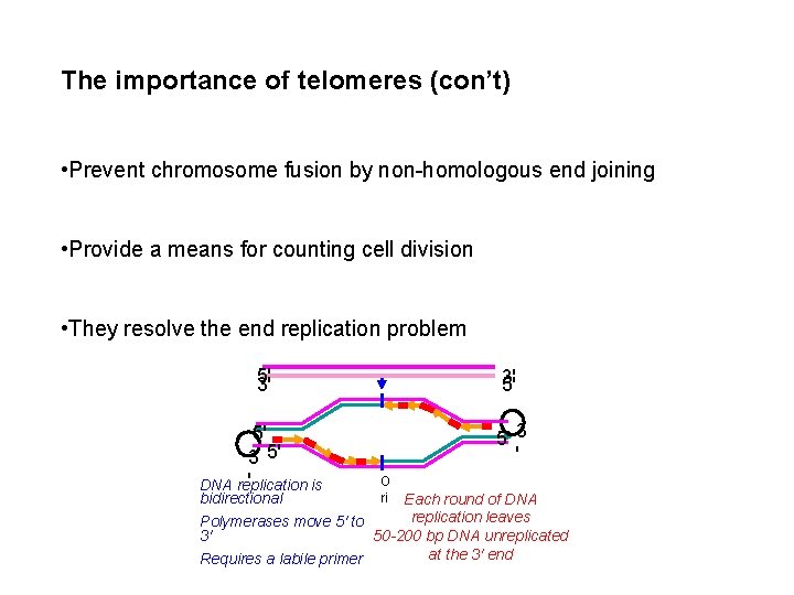 The importance of telomeres (con’t) • Prevent chromosome fusion by non-homologous end joining •