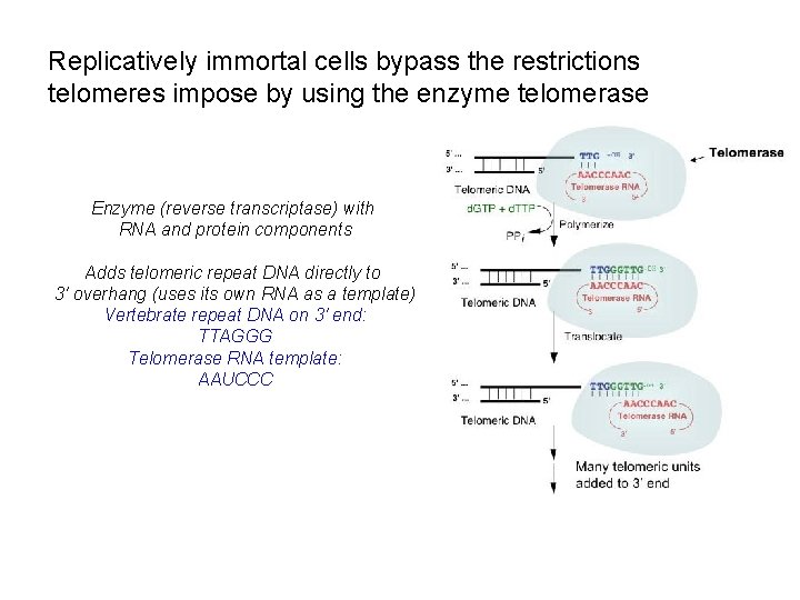 Replicatively immortal cells bypass the restrictions telomeres impose by using the enzyme telomerase Enzyme