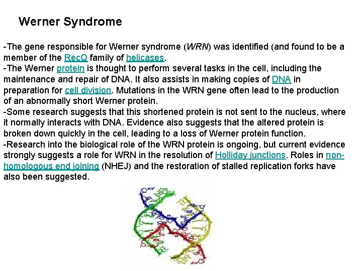 Werner Syndrome -The gene responsible for Werner syndrome (WRN) was identified (and found to