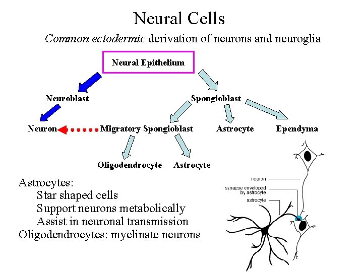 Neural Cells Common ectodermic derivation of neurons and neuroglia Neural Epithelium Neuroblast Neuron Spongioblast