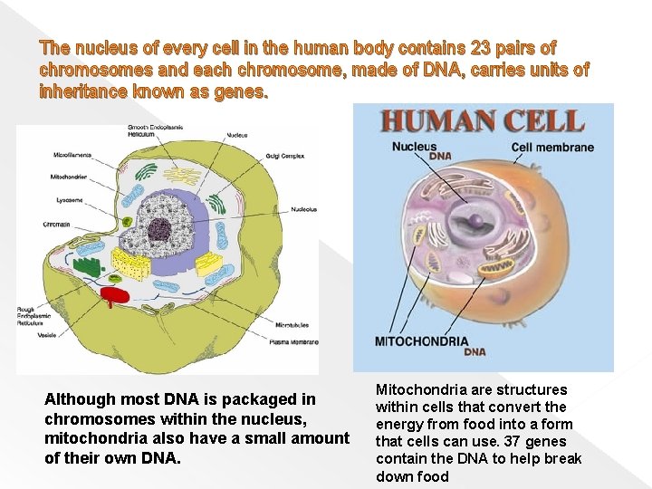 The nucleus of every cell in the human body contains 23 pairs of chromosomes