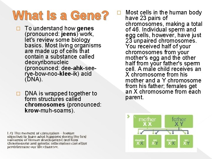 What Is a Gene? � To understand how genes (pronounced: jeens) work, let's review