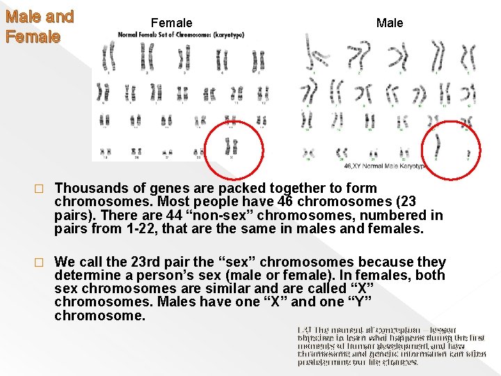 Male and Female Male � Thousands of genes are packed together to form chromosomes.