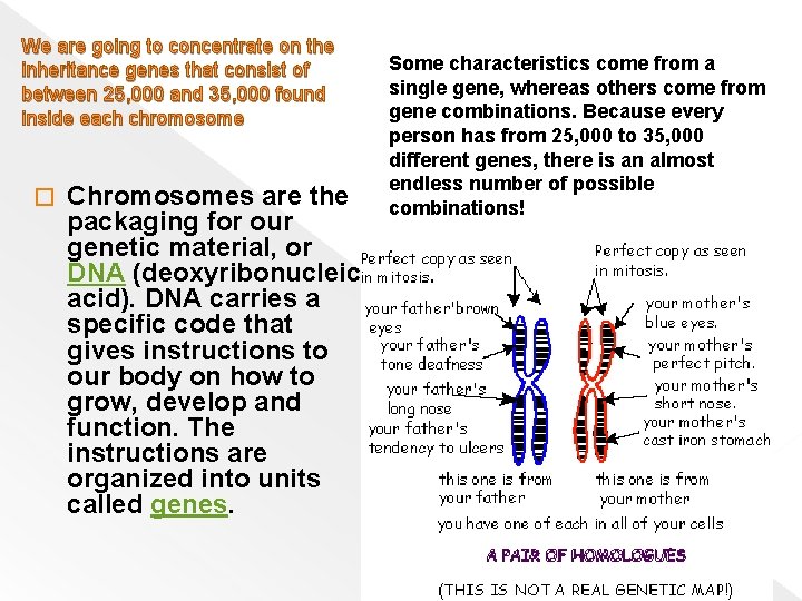 We are going to concentrate on the inheritance genes that consist of between 25,