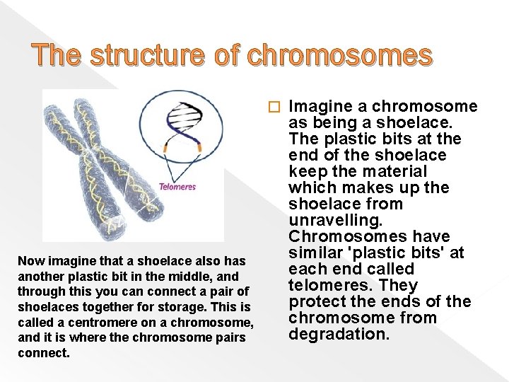 The structure of chromosomes � Now imagine that a shoelace also has another plastic