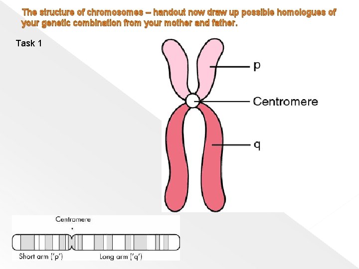 The structure of chromosomes – handout now draw up possible homologues of your genetic