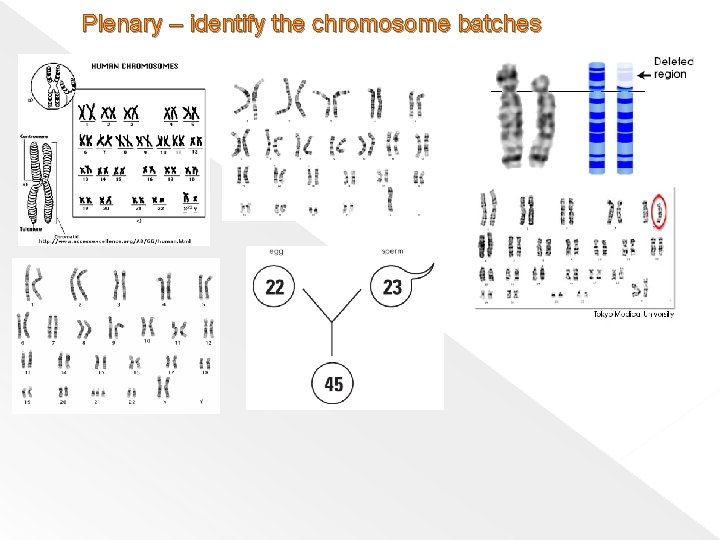 Plenary – identify the chromosome batches 