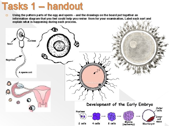 Tasks 1 – handout � Using the pattern parts of the egg and sperm