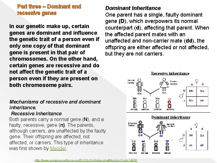 Part three – Dominant and recessive genes Dominant Inheritance One parent has a single,