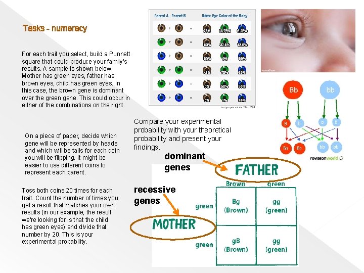 Tasks - numeracy For each trait you select, build a Punnett square that could