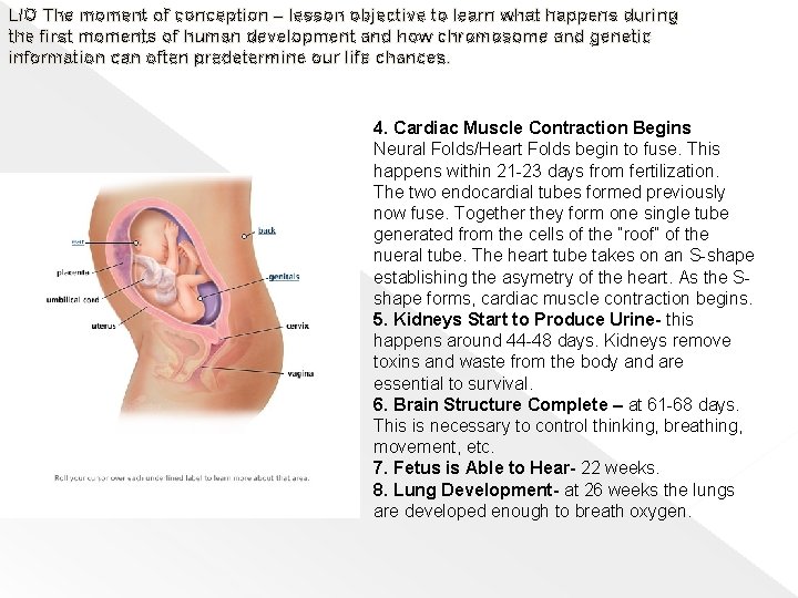 L/O The moment of conception – lesson objective to learn what happens during the