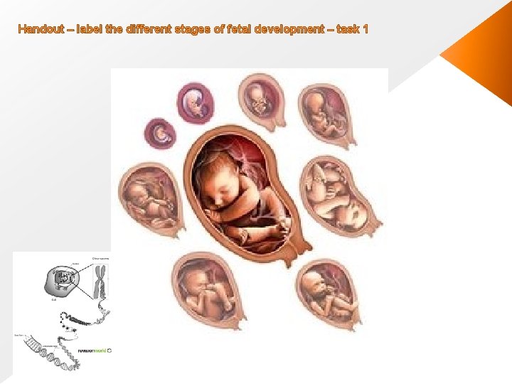 Handout – label the different stages of fetal development – task 1 