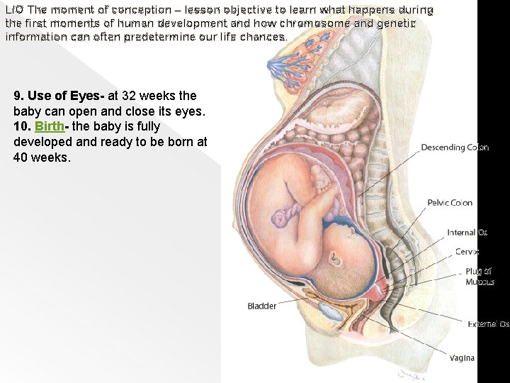 L/O The moment of conception – lesson objective to learn what happens during the