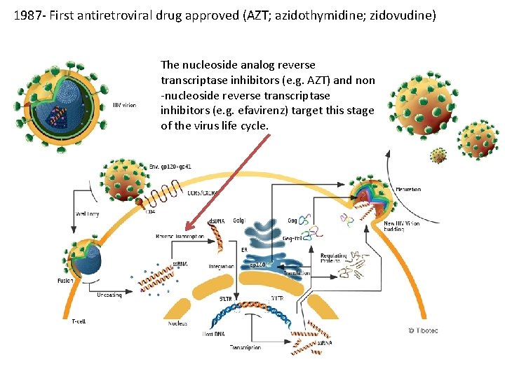 1987 - First antiretroviral drug approved (AZT; azidothymidine; zidovudine) The nucleoside analog reverse transcriptase