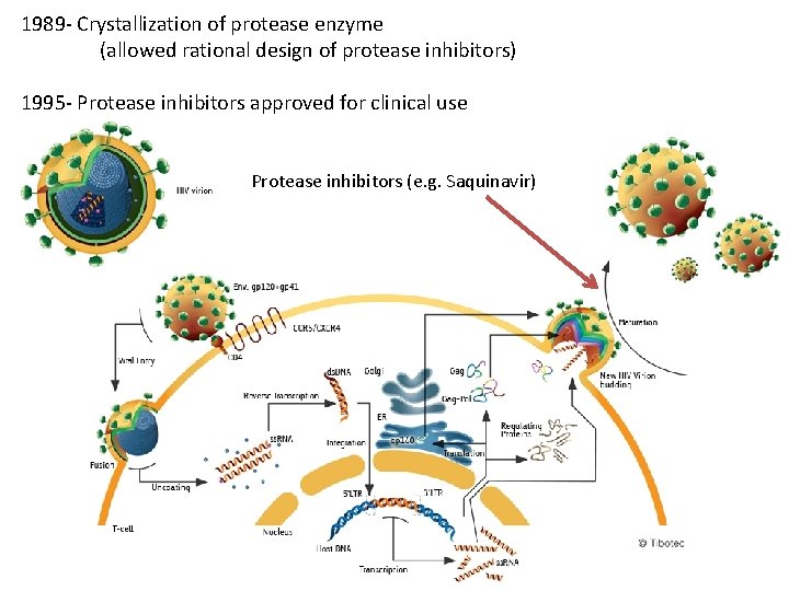 1989 - Crystallization of protease enzyme (allowed rational design of protease inhibitors) 1995 -