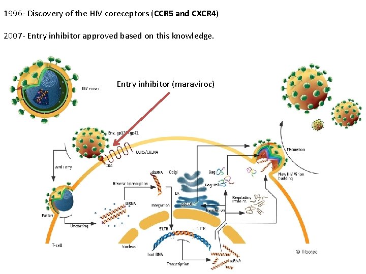 1996 - Discovery of the HIV coreceptors (CCR 5 and CXCR 4) 2007 -
