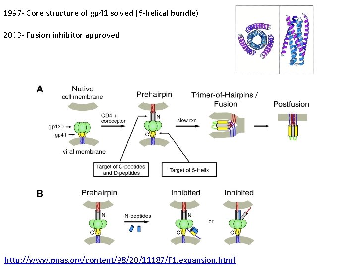 1997 - Core structure of gp 41 solved (6 -helical bundle) 2003 - Fusion