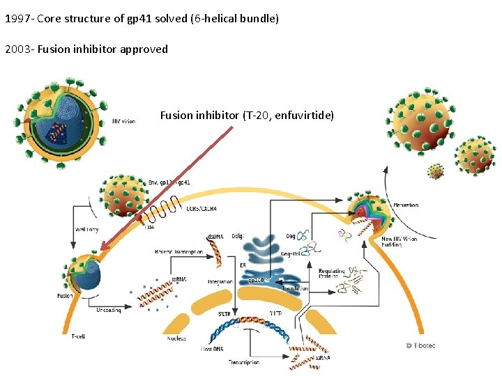 1997 - Core structure of gp 41 solved (6 -helical bundle) 2003 - Fusion
